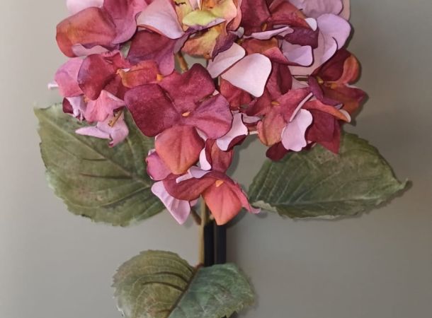 Hortensia granate 25cm